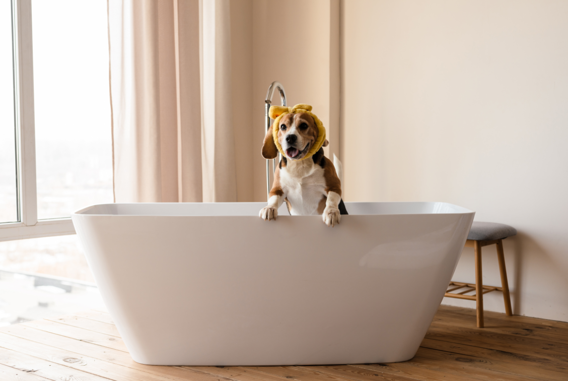 Self grooming your dog at home